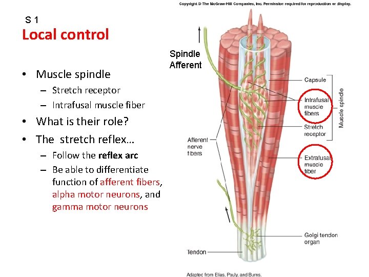 S 1 Local control • Muscle spindle – Stretch receptor – Intrafusal muscle fiber