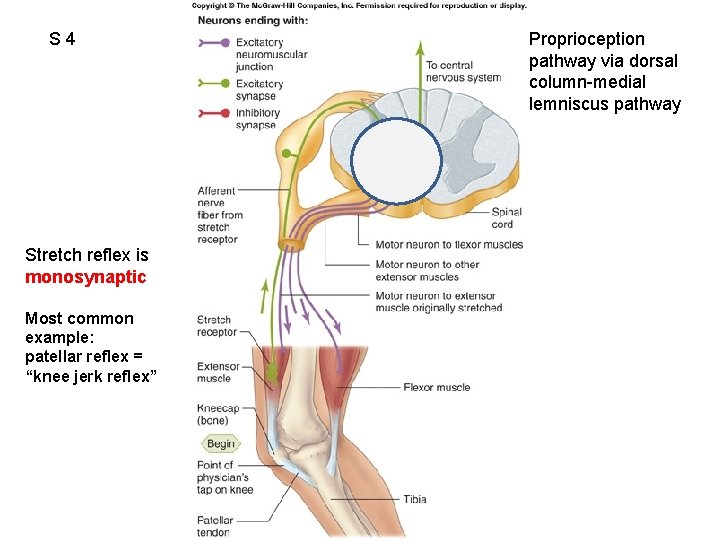 S 4 Fig. 10. 06 Stretch reflex is monosynaptic Most common example: patellar reflex