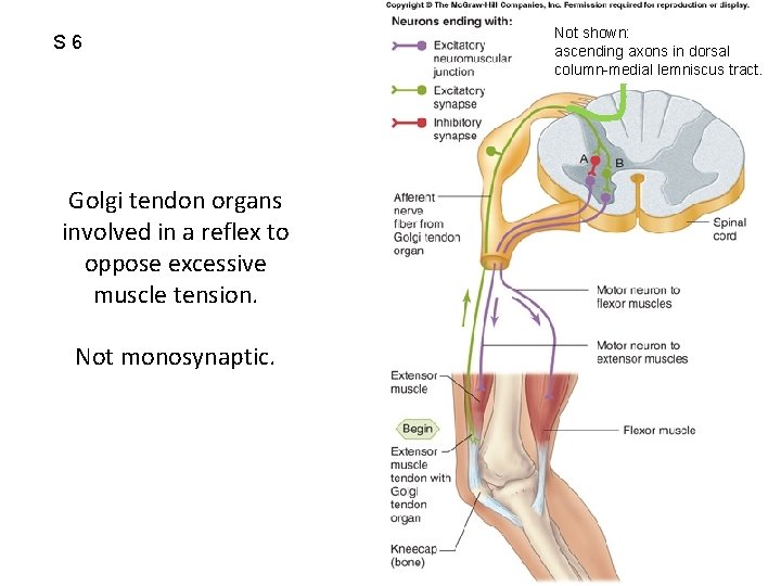 S 6 Golgi tendon organs involved in a reflex to oppose excessive muscle tension.