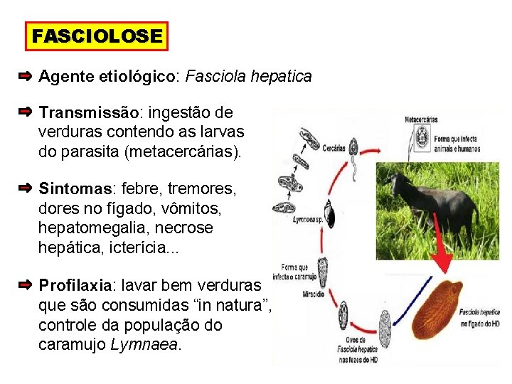 FASCIOLOSE Agente etiológico: Fasciola hepatica Transmissão: ingestão de verduras contendo as larvas do parasita