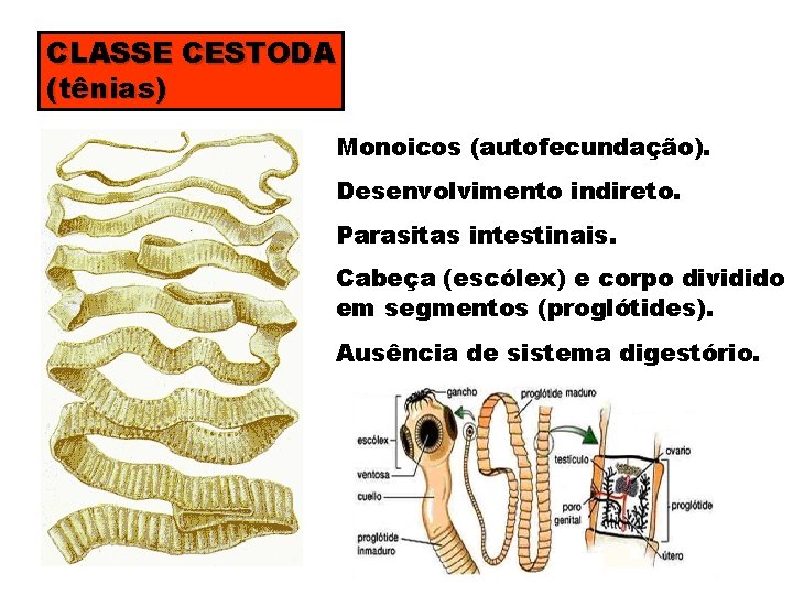 CLASSE CESTODA (tênias) Monoicos (autofecundação). Desenvolvimento indireto. Parasitas intestinais. Cabeça (escólex) e corpo dividido