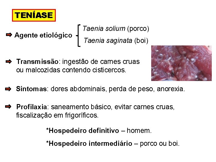 TENÍASE Agente etiológico Taenia solium (porco) Taenia saginata (boi) Transmissão: ingestão de carnes cruas