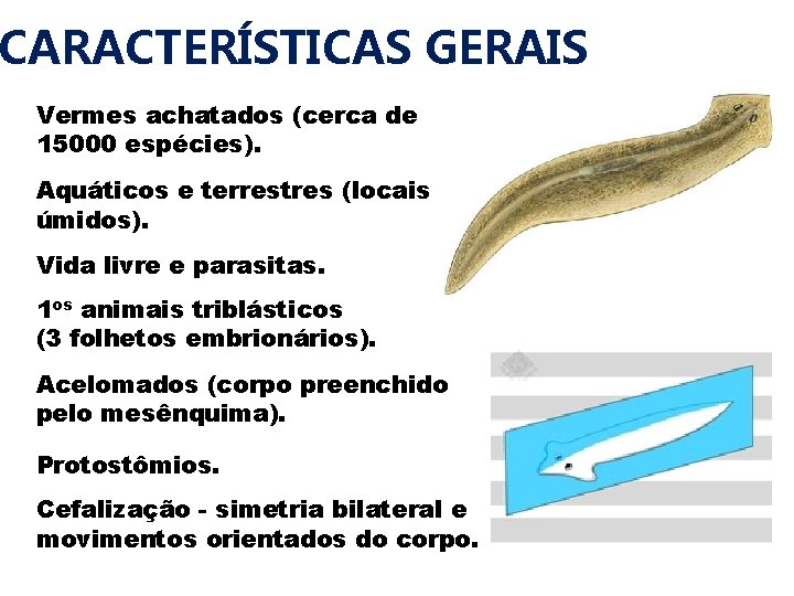 CARACTERÍSTICAS GERAIS Vermes achatados (cerca de 15000 espécies). Aquáticos e terrestres (locais úmidos). Vida