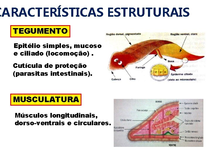 CARACTERÍSTICAS ESTRUTURAIS TEGUMENTO Epitélio simples, mucoso e ciliado (locomoção). Cutícula de proteção (parasitas intestinais).