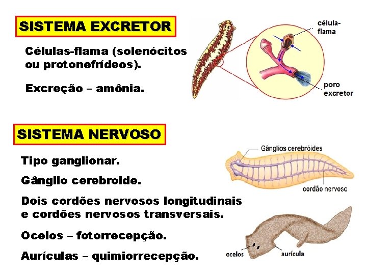 SISTEMA EXCRETOR Células-flama (solenócitos ou protonefrídeos). Excreção – amônia. SISTEMA NERVOSO Tipo ganglionar. Gânglio