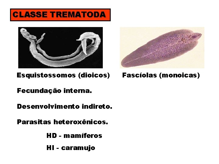 CLASSE TREMATODA Esquistossomos (dioicos) Fecundação interna. Desenvolvimento indireto. Parasitas heteroxênicos. HD - mamíferos HI