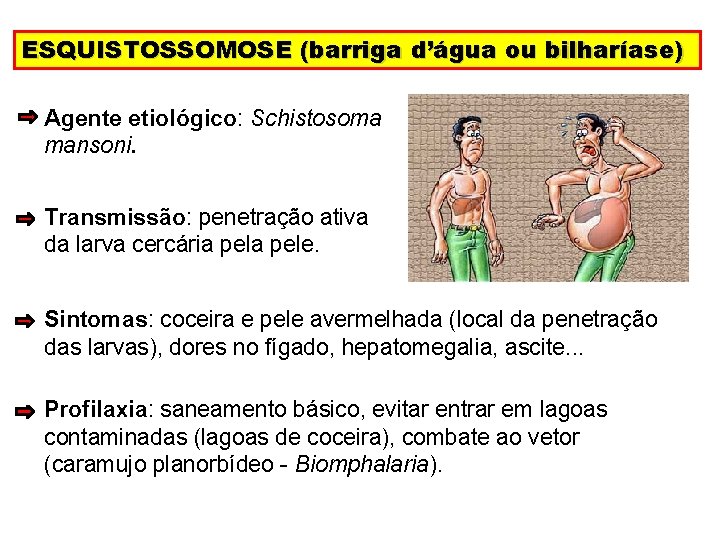 ESQUISTOSSOMOSE (barriga d’água ou bilharíase) Agente etiológico: Schistosoma mansoni. Transmissão: penetração ativa da larva
