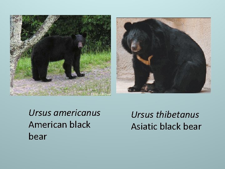 Ursus americanus American black bear Ursus thibetanus Asiatic black bear 