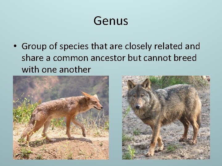 Genus • Group of species that are closely related and share a common ancestor