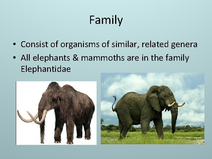 Family • Consist of organisms of similar, related genera • All elephants & mammoths