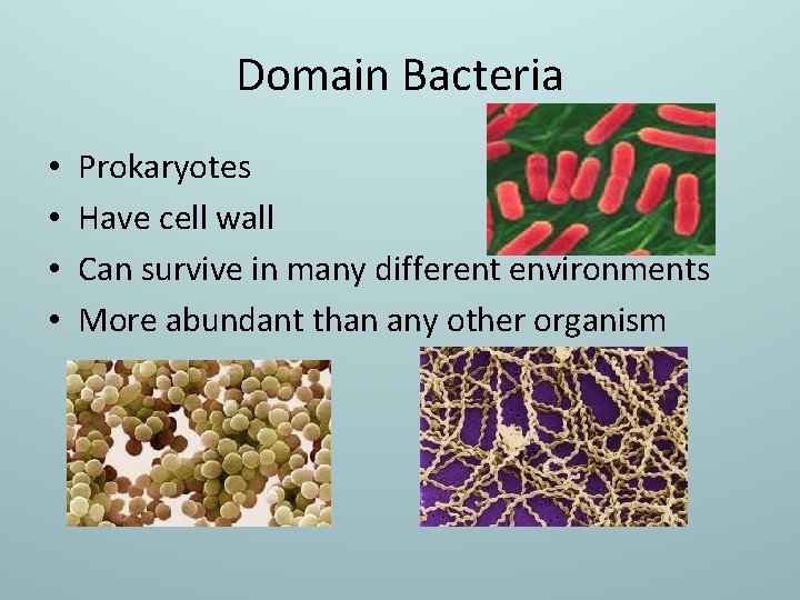Domain Bacteria • • Prokaryotes Have cell wall Can survive in many different environments