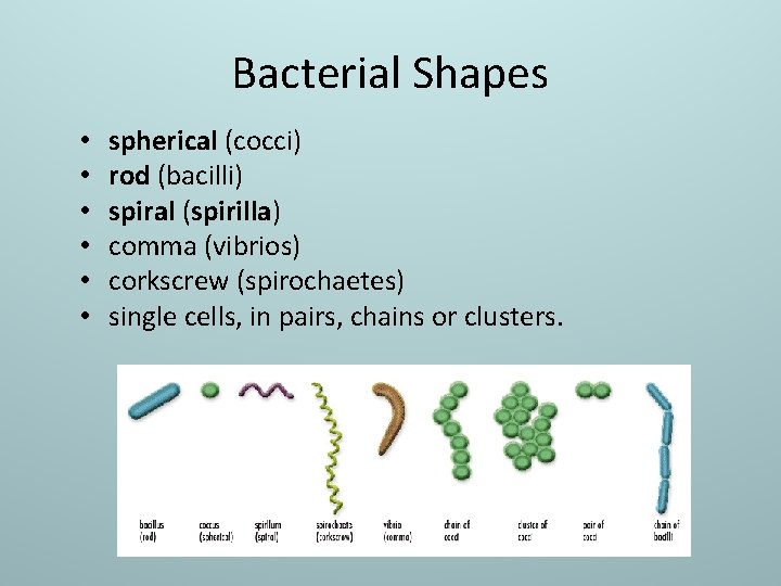 Bacterial Shapes • • • spherical (cocci) rod (bacilli) spiral (spirilla) comma (vibrios) corkscrew