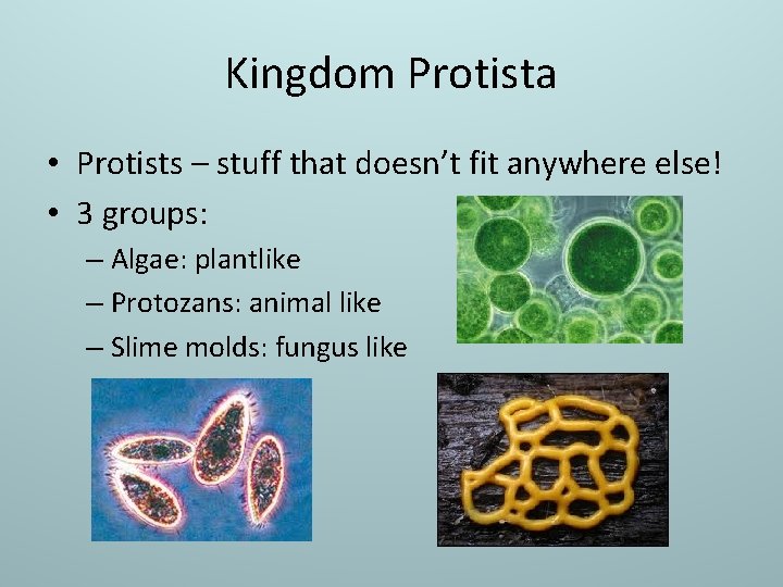 Kingdom Protista • Protists – stuff that doesn’t fit anywhere else! • 3 groups: