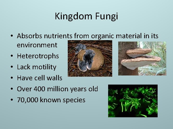 Kingdom Fungi • Absorbs nutrients from organic material in its environment • Heterotrophs •