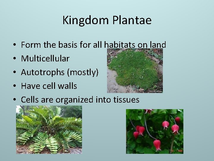 Kingdom Plantae • • • Form the basis for all habitats on land Multicellular