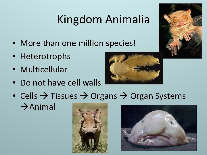 Kingdom Animalia • • • More than one million species! Heterotrophs Multicellular Do not