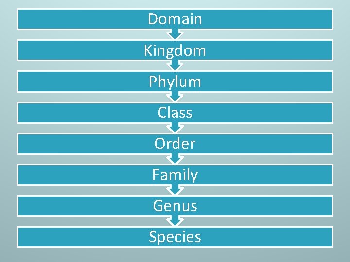 Domain Kingdom Phylum Class Order Family Genus Species 