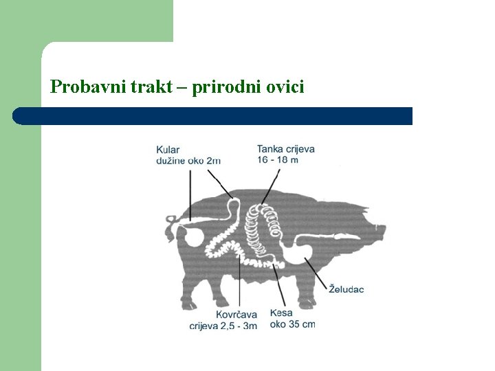 Probavni trakt – prirodni ovici 