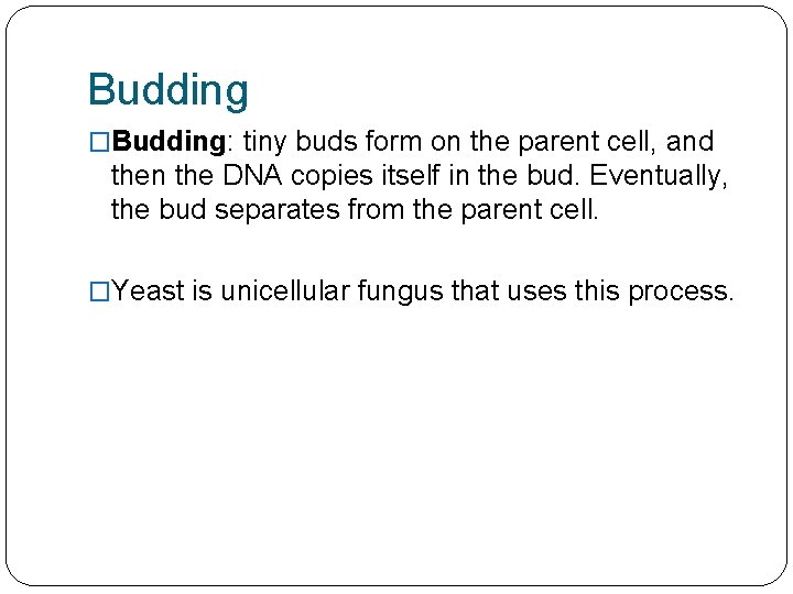 Budding �Budding: tiny buds form on the parent cell, and then the DNA copies
