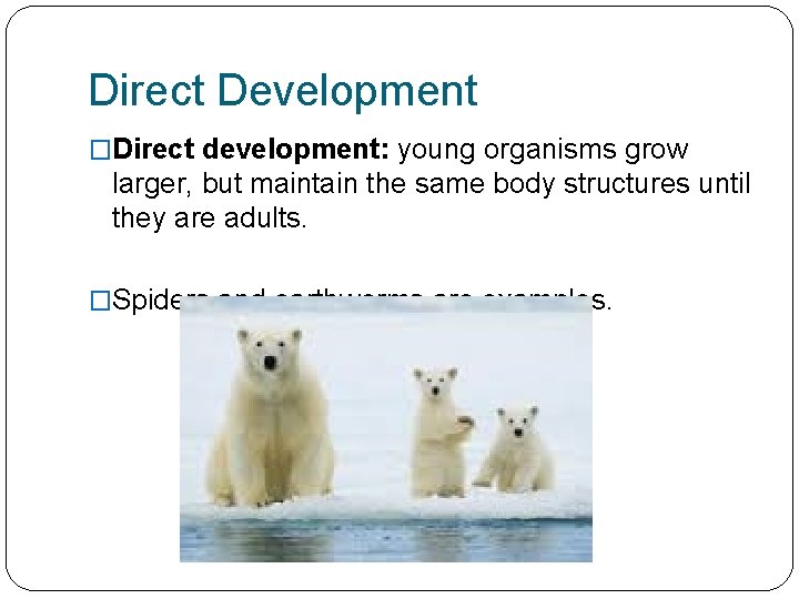 Direct Development �Direct development: young organisms grow larger, but maintain the same body structures