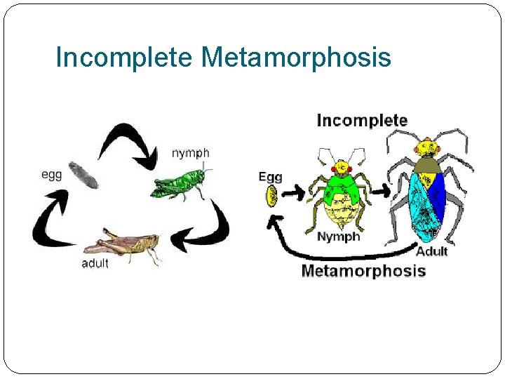 Incomplete Metamorphosis 