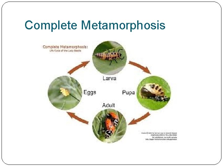 Complete Metamorphosis 
