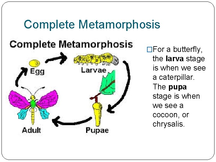 Complete Metamorphosis �For a butterfly, the larva stage is when we see a caterpillar.