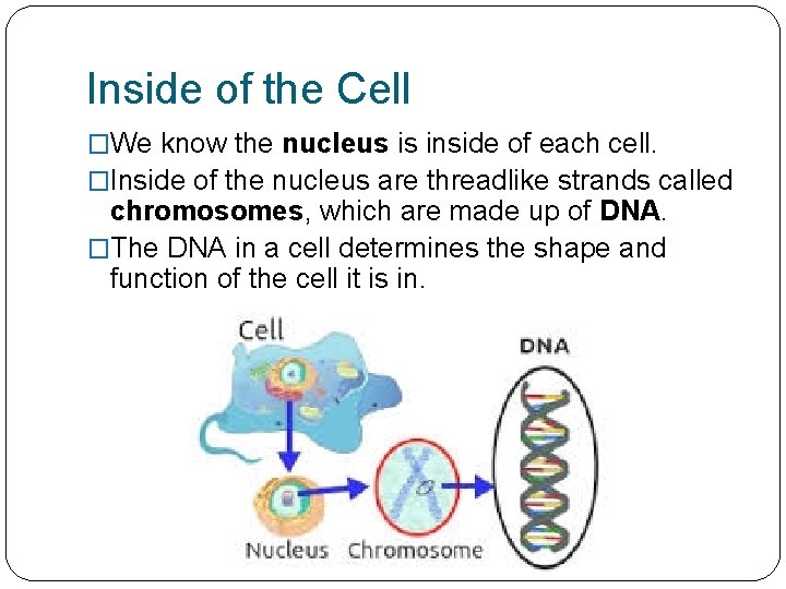 Inside of the Cell �We know the nucleus is inside of each cell. �Inside