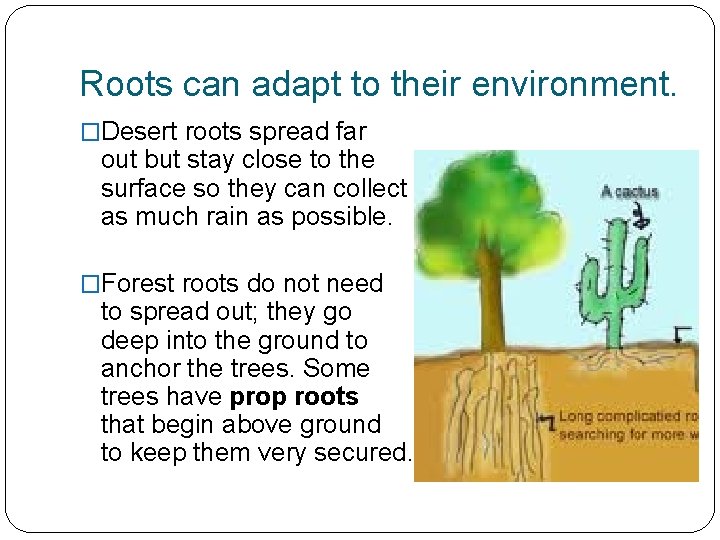 Roots can adapt to their environment. �Desert roots spread far out but stay close