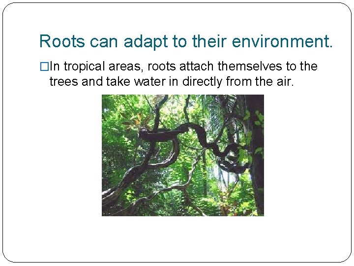 Roots can adapt to their environment. �In tropical areas, roots attach themselves to the