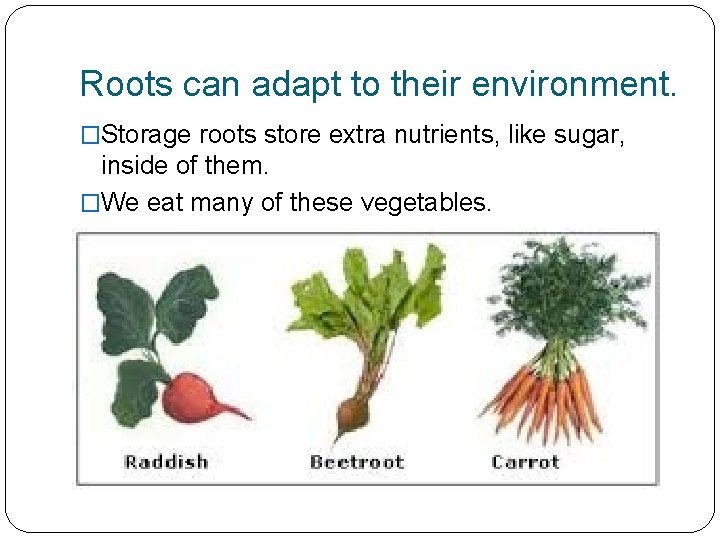Roots can adapt to their environment. �Storage roots store extra nutrients, like sugar, inside