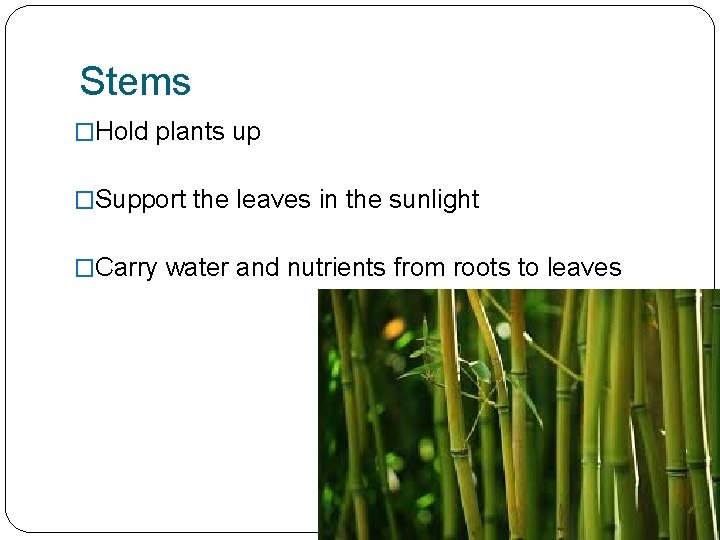 Stems �Hold plants up �Support the leaves in the sunlight �Carry water and nutrients