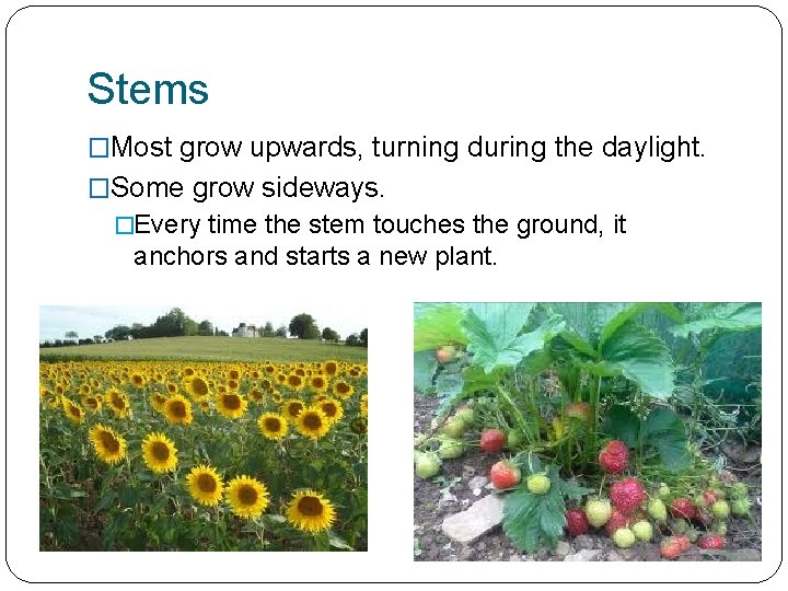 Stems �Most grow upwards, turning during the daylight. �Some grow sideways. �Every time the