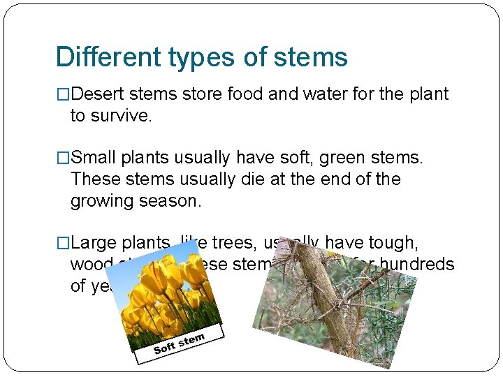 Different types of stems �Desert stems store food and water for the plant to