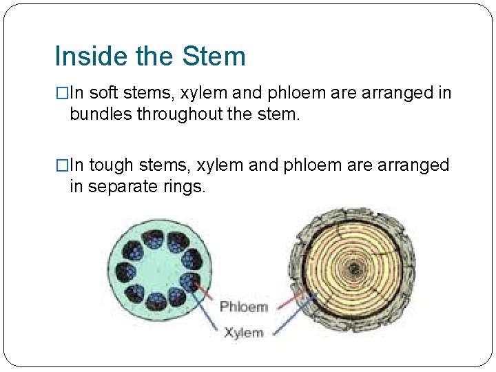Inside the Stem �In soft stems, xylem and phloem are arranged in bundles throughout