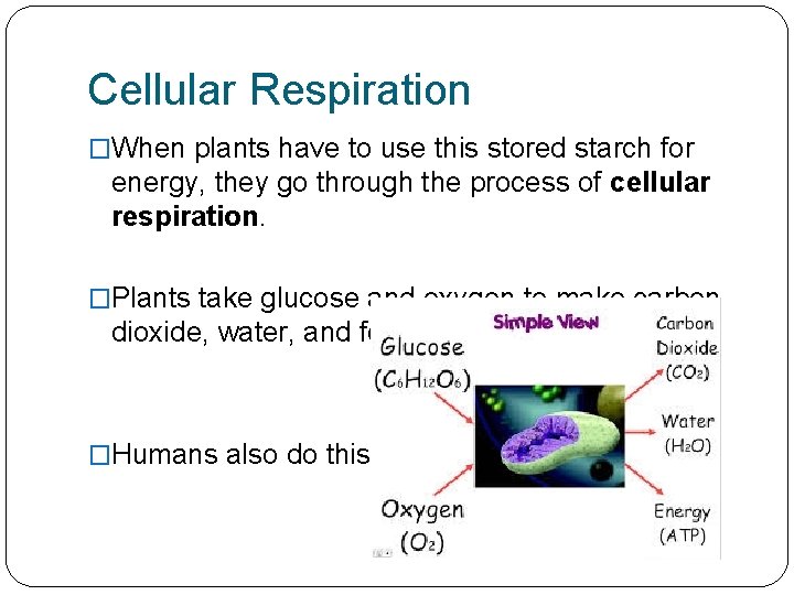 Cellular Respiration �When plants have to use this stored starch for energy, they go