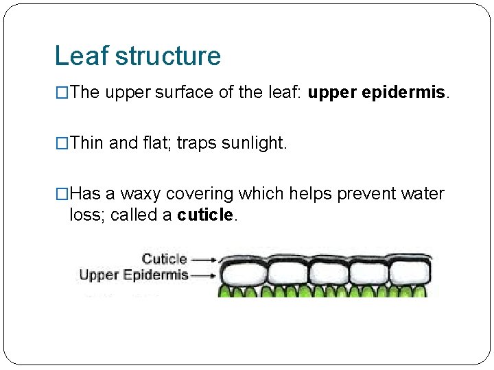 Leaf structure �The upper surface of the leaf: upper epidermis. �Thin and flat; traps