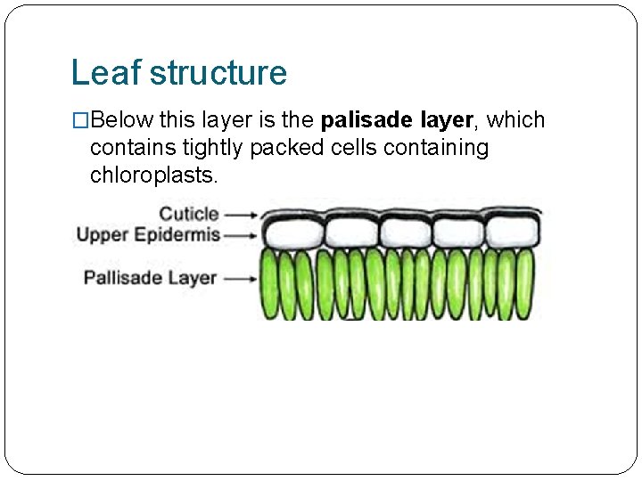 Leaf structure �Below this layer is the palisade layer, which contains tightly packed cells