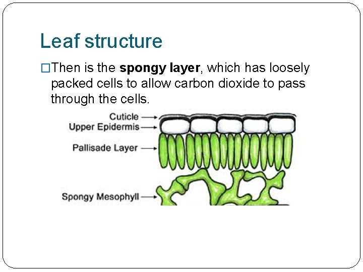 Leaf structure �Then is the spongy layer, which has loosely packed cells to allow