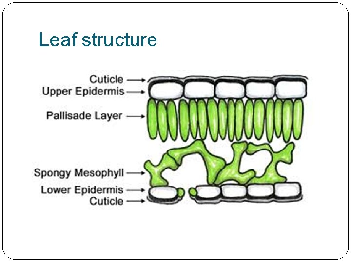 Leaf structure 