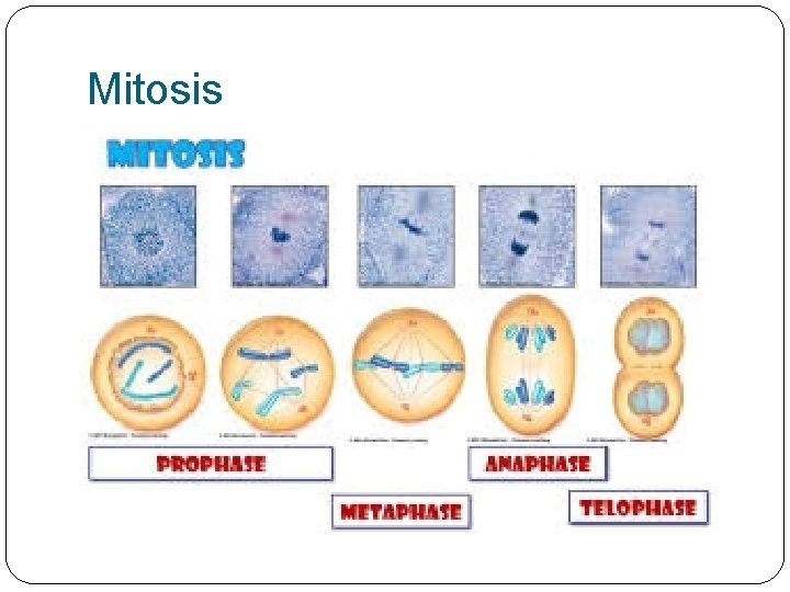 Mitosis 