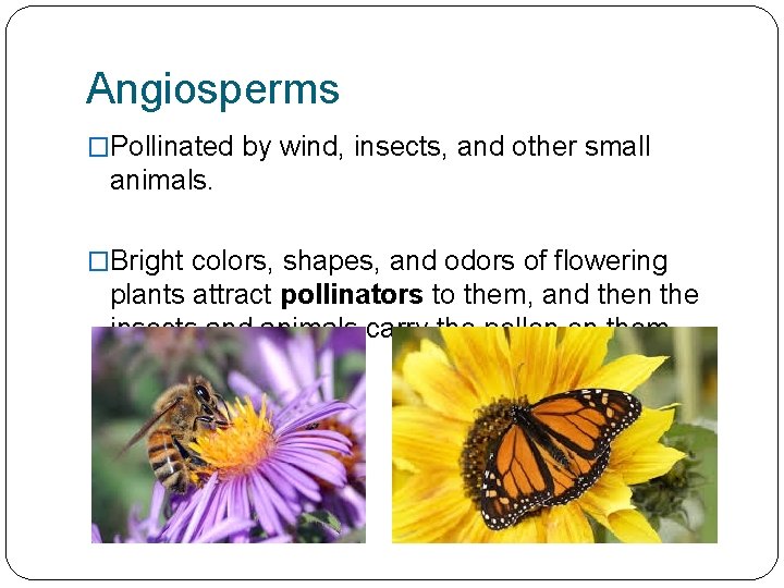 Angiosperms �Pollinated by wind, insects, and other small animals. �Bright colors, shapes, and odors