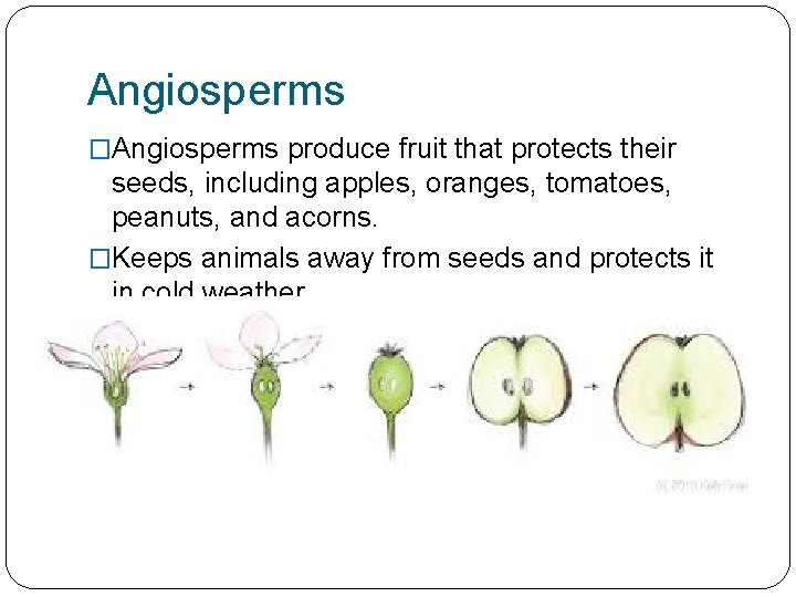 Angiosperms �Angiosperms produce fruit that protects their seeds, including apples, oranges, tomatoes, peanuts, and