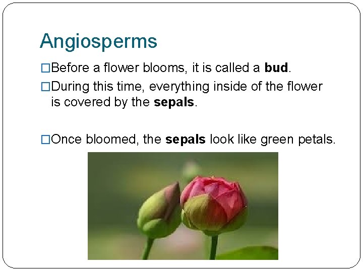 Angiosperms �Before a flower blooms, it is called a bud. �During this time, everything