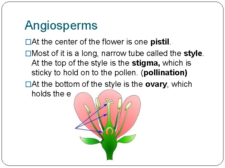 Angiosperms �At the center of the flower is one pistil. �Most of it is