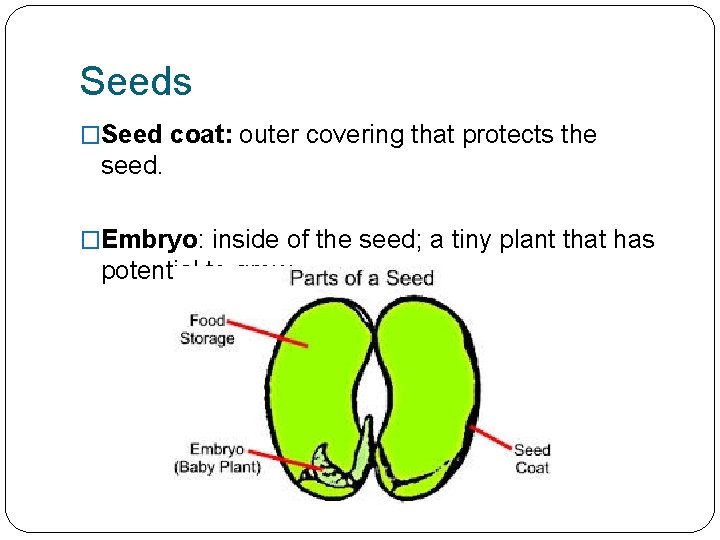Seeds �Seed coat: outer covering that protects the seed. �Embryo: inside of the seed;