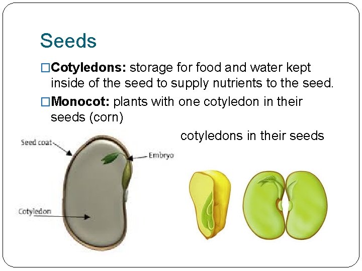 Seeds �Cotyledons: storage for food and water kept inside of the seed to supply