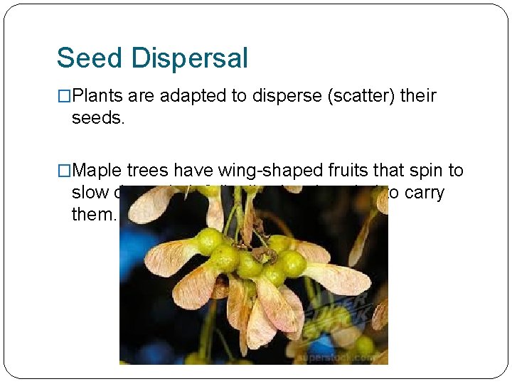 Seed Dispersal �Plants are adapted to disperse (scatter) their seeds. �Maple trees have wing-shaped