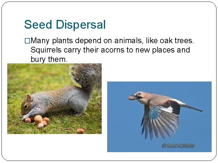 Seed Dispersal �Many plants depend on animals, like oak trees. Squirrels carry their acorns