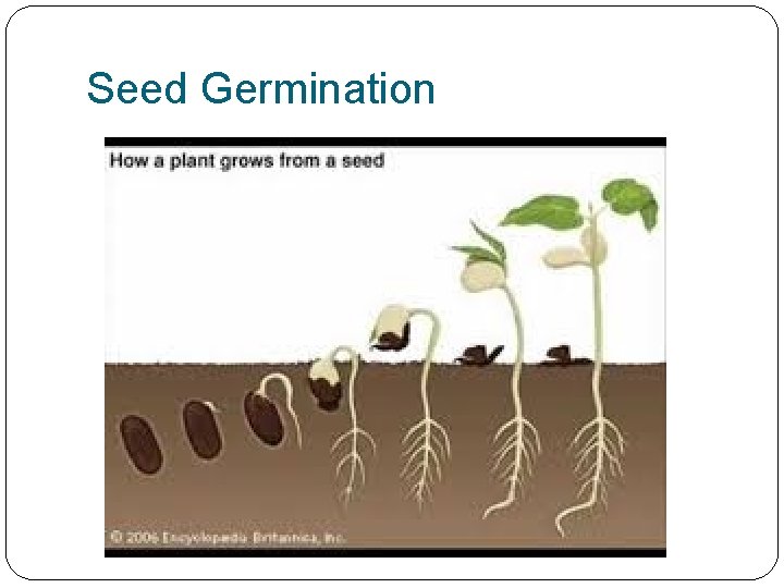 Seed Germination 